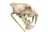 False Saber-Toothed Cat (Hoplophoneus) Skull - South Dakota #279071-5